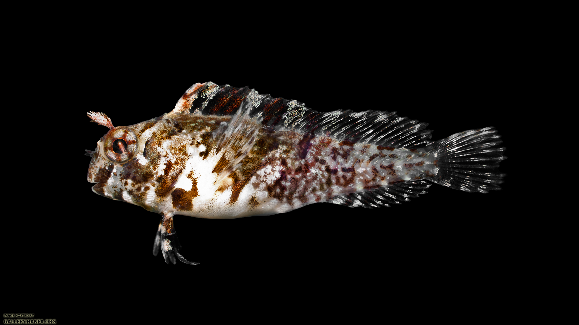 Feather Blenny - Hypsoblennius hentz