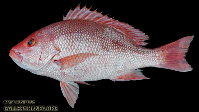 Red Snapper - Lutjanus campechanus