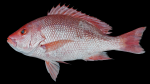 Red Snapper - Lutjanus campechanus