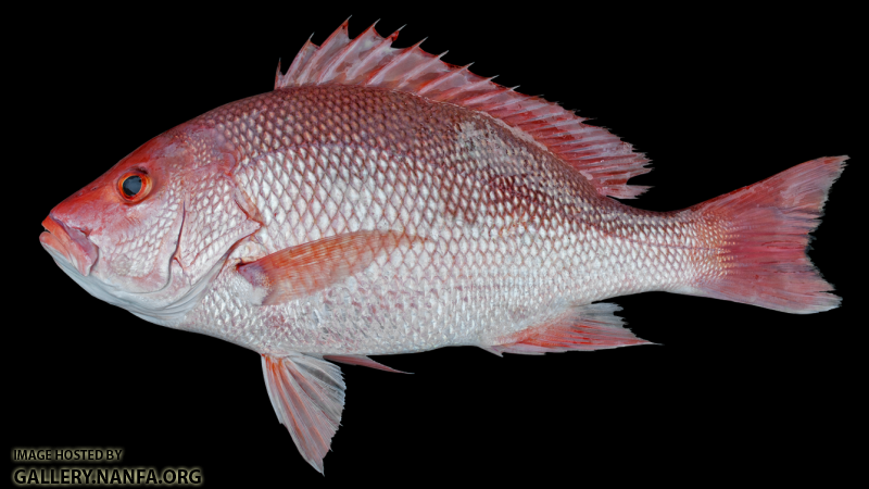 Red Snapper - Lutjanus campechanus