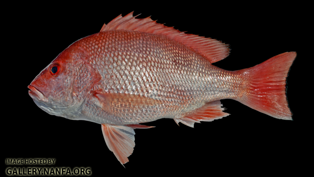 Red Snapper - Lutjanus campechanus