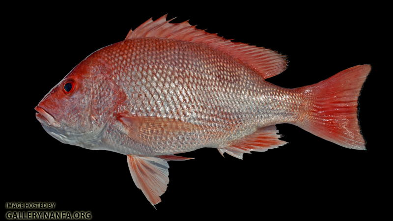 Red Snapper - Lutjanus campechanus