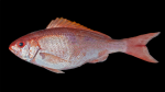 Vermilion Snapper - Rhomboplites aurorubens