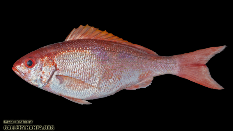 Vermilion Snapper - Rhomboplites aurorubens