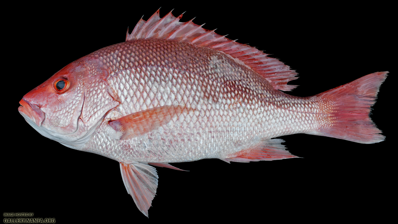 Red Snapper - Lutjanus campechanus