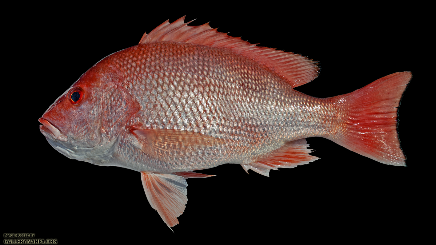 Red Snapper - Lutjanus campechanus