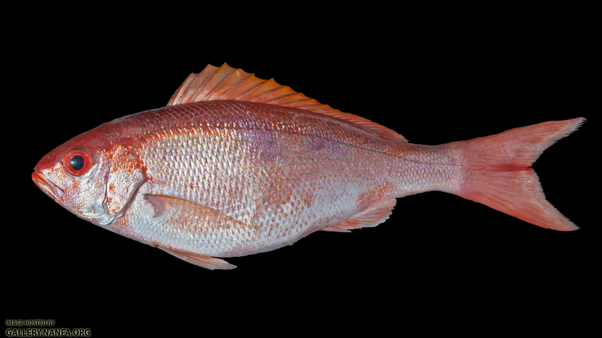 Vermilion Snapper - Rhomboplites aurorubens