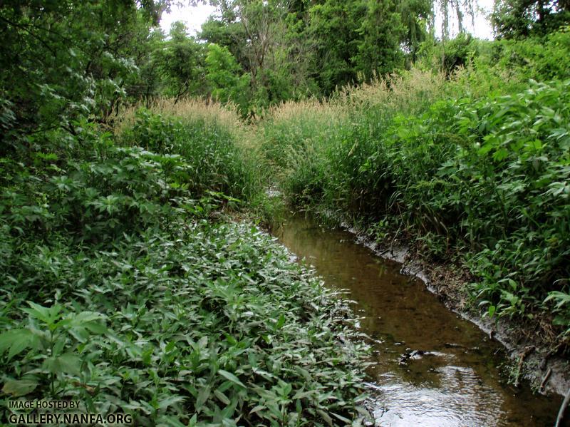 Unnamed Tributary to East Branch DuPage River