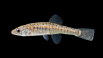 Fundulus diaphanus