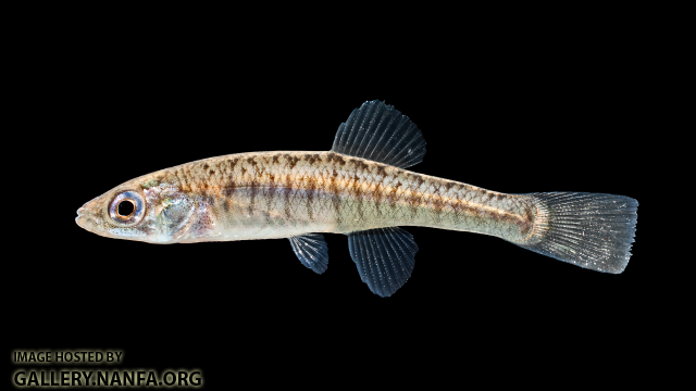 Fundulus diaphanus