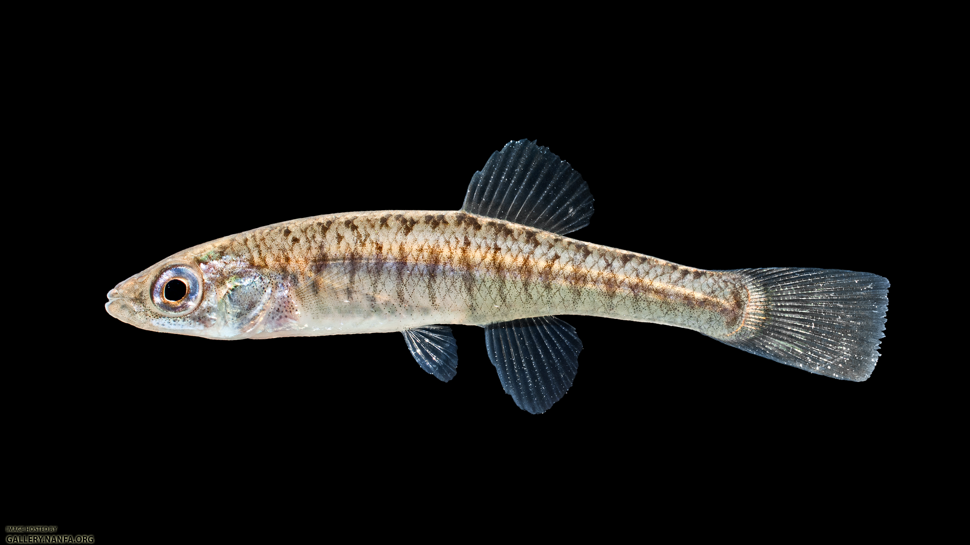 Fundulus diaphanus