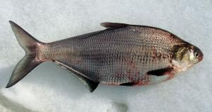 Gizzard Shad