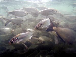 Gizzard Shad