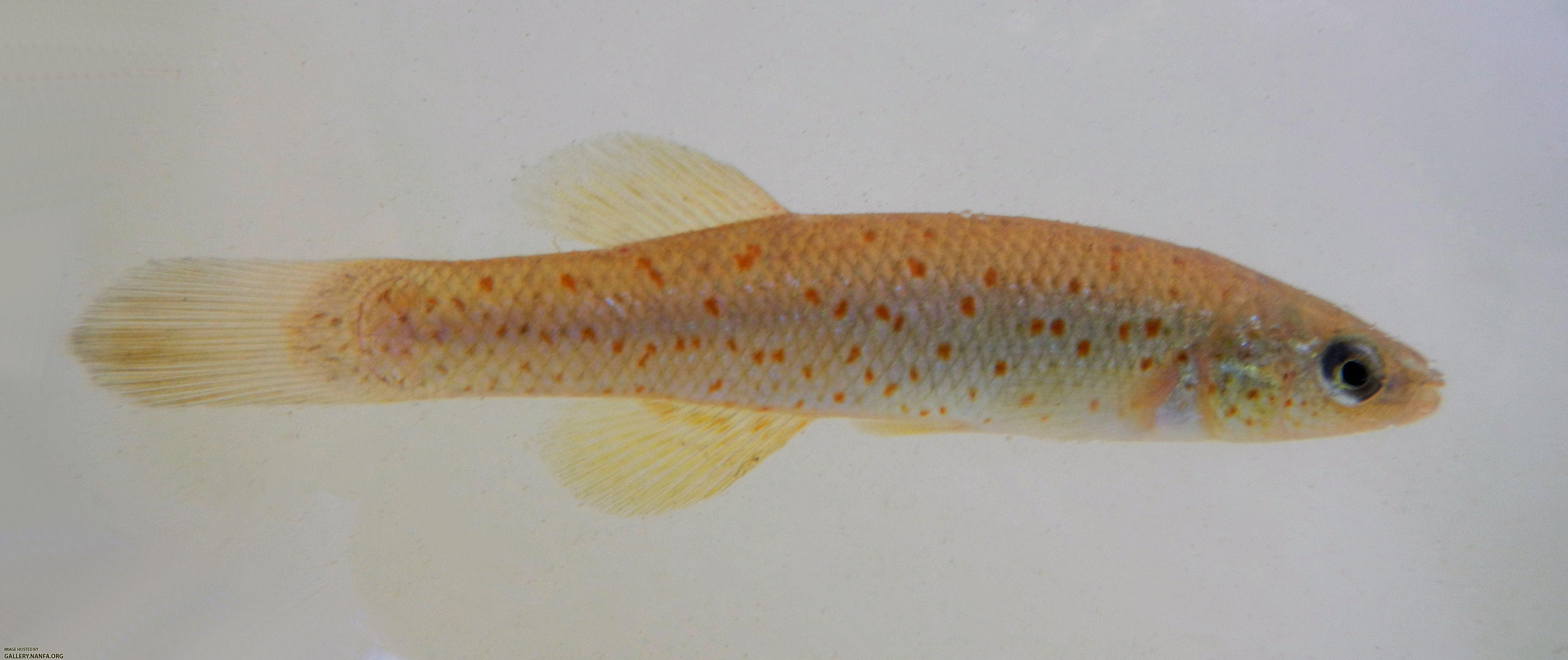 southern studfish