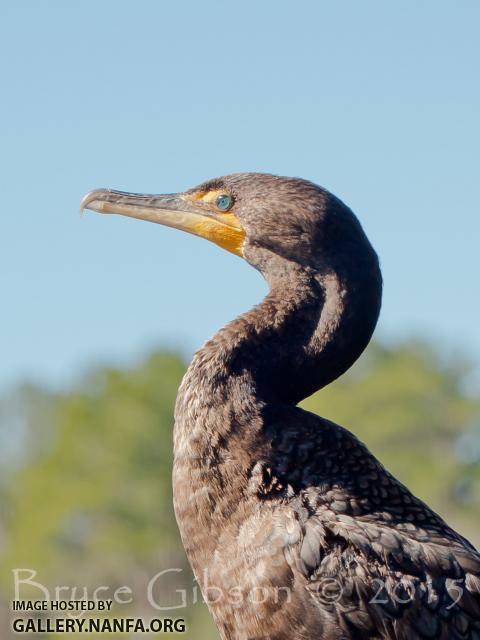 cormorant2