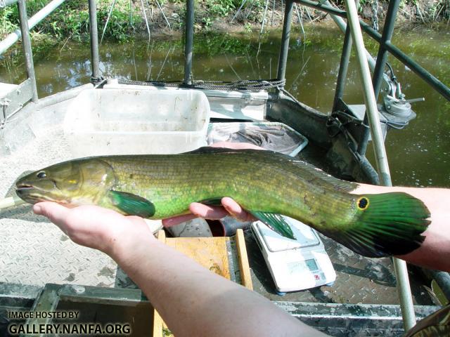 Bowfin - Amia calva