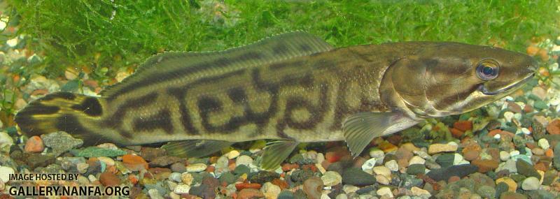 Bowfin - Amia calva