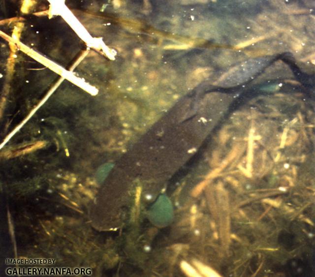 Bowfin - Amia calva habitat - Konrad Schmidt