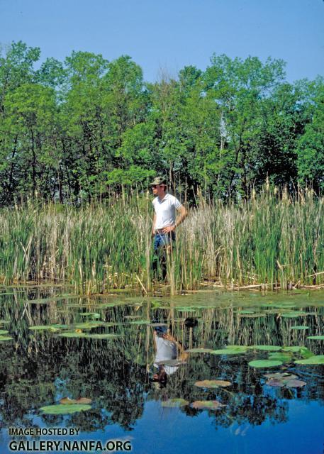 Bowfin - Amia calva habitat - Konrad Schmidt