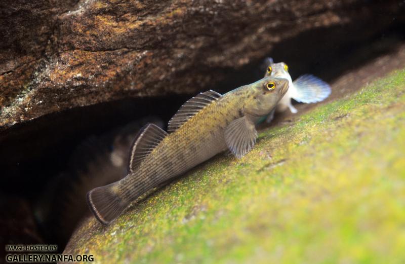 male blue breast darter with female in background