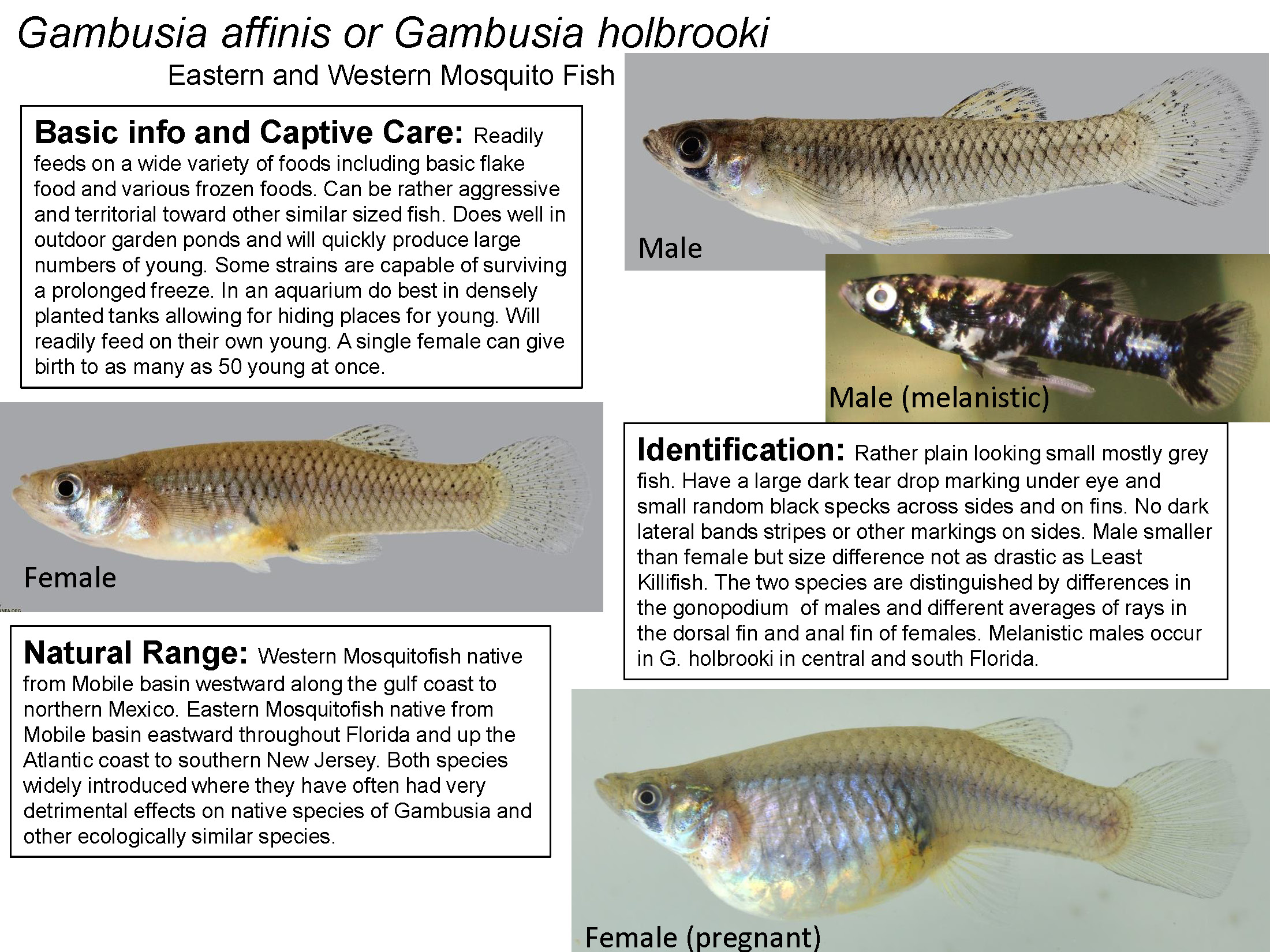 Gambusia sp. - Mosquito Fish