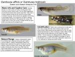 Gambusia sp. - Mosquito Fish
