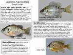 Lepomis macrochirus - Bluegill Sunfish