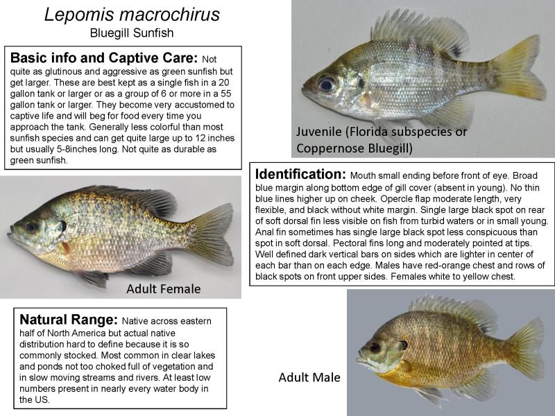 Lepomis macrochirus - Bluegill Sunfish