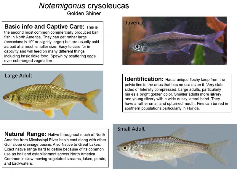 Notemigonus crysoleucas - Golden Shiner