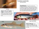 Fundulus seminolis - Seminole Killifish