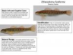 Etheostoma fusiforme - Swamp Darter