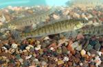 Logperch2