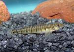 Logperch3