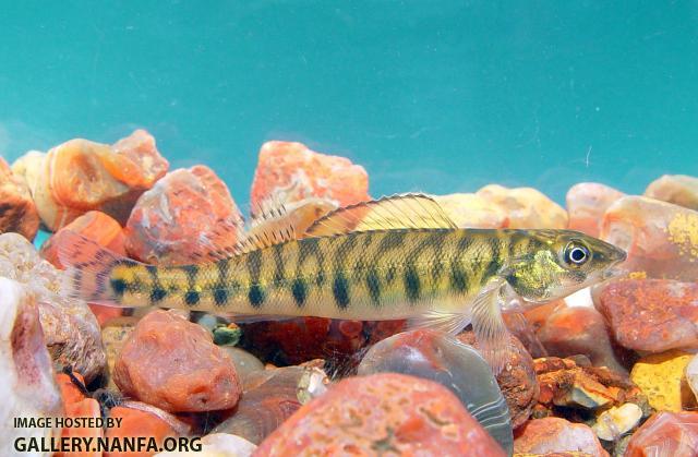 Logperch4