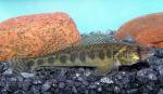 Blackside Darter x Logperch1