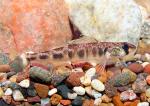 River Darter2a