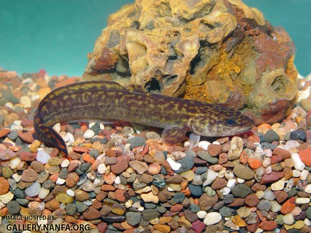 Burbot5