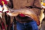 Burbot2a