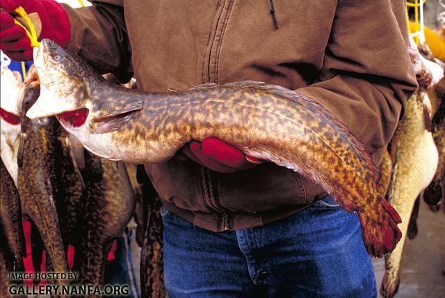 Burbot2a