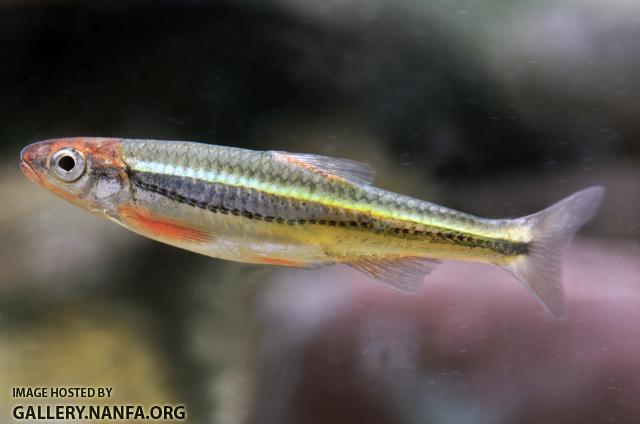 Tennessee shiner male 