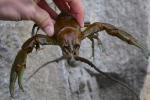 Bottle Brush Crayfish2 by BZ