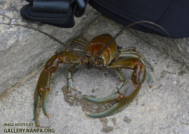 Bottle Brush Crayfish3 by BZ