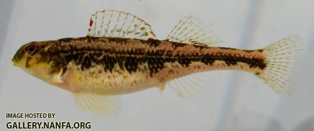 Etheostoma barrenense female1 by BZ