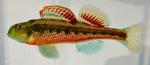 Etheostoma barrenense male1 by BZ