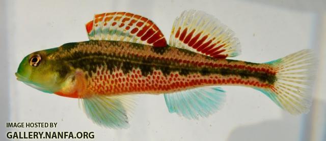 Etheostoma barrenense male1 by BZ