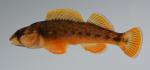 Etheostoma bellum male5 by BZ