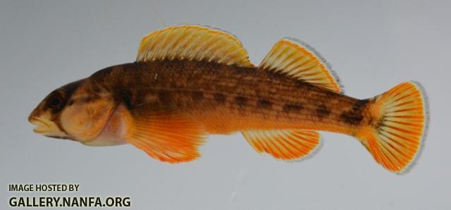 Etheostoma bellum male5 by BZ