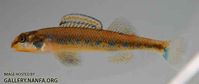 Etheostoma jimmycarter male2 by BZ