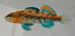 Etheostoma kantuckeense male1 by BZ