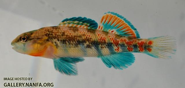 Etheostoma kantuckeense male1 by BZ